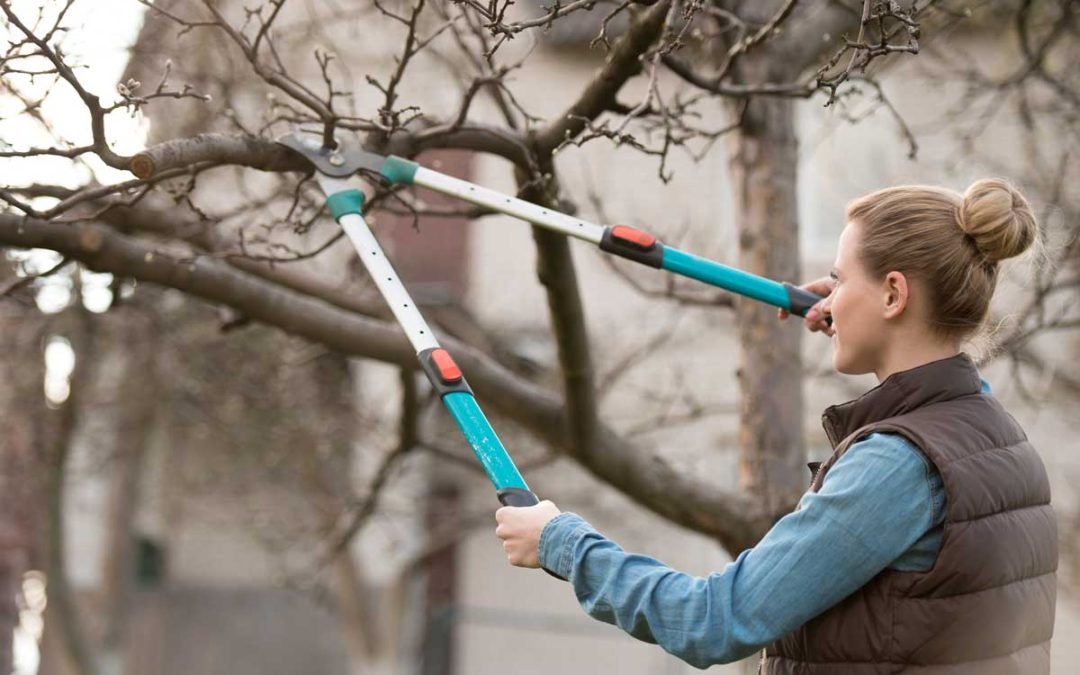 Sioux Falls property owner pruning small tree branches for trimming